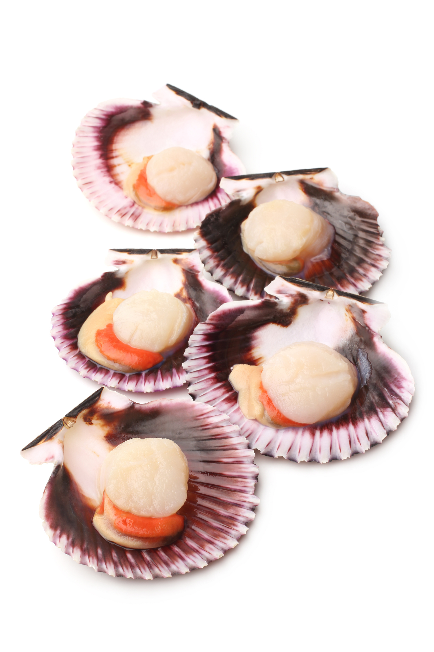 Scallops